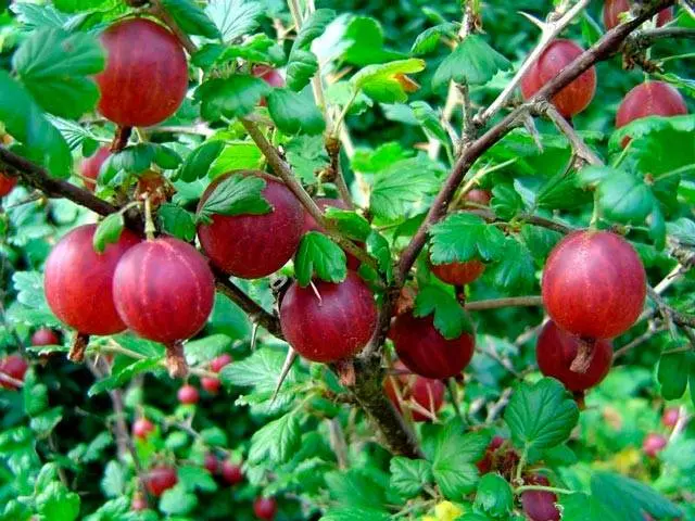 47 best gooseberry varieties for Siberia, Moscow region, central Our Country