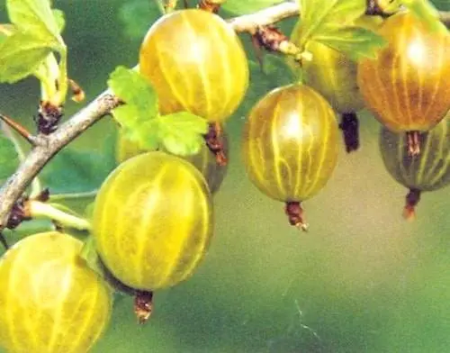 47 best gooseberry varieties for Siberia, Moscow region, central Our Country