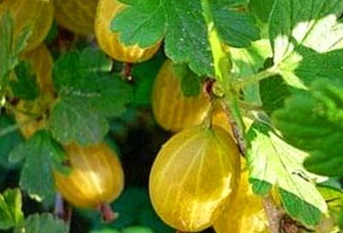 47 best gooseberry varieties for Siberia, Moscow region, central Our Country