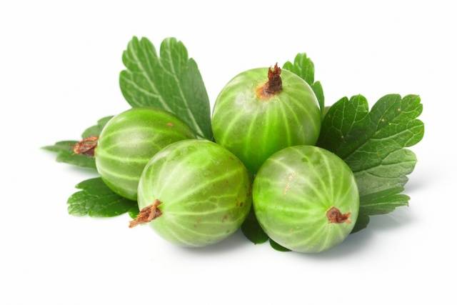 47 best gooseberry varieties for Siberia, Moscow region, central Our Country