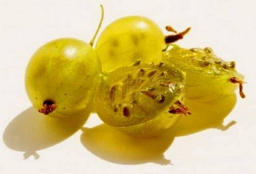 47 best gooseberry varieties for Siberia, Moscow region, central Our Country