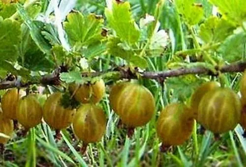 47 best gooseberry varieties for Siberia, Moscow region, central Our Country