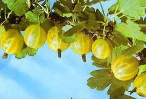 47 best gooseberry varieties for Siberia, Moscow region, central Our Country