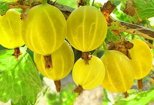 47 best gooseberry varieties for Siberia, Moscow region, central Our Country