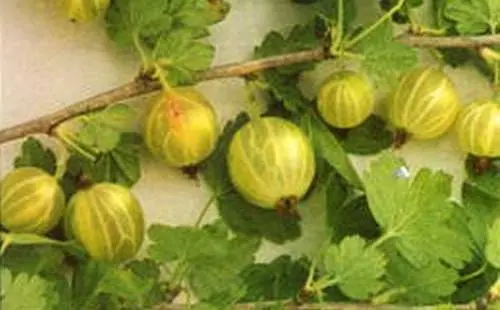 47 best gooseberry varieties for Siberia, Moscow region, central Our Country