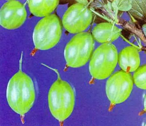 47 best gooseberry varieties for Siberia, Moscow region, central Our Country