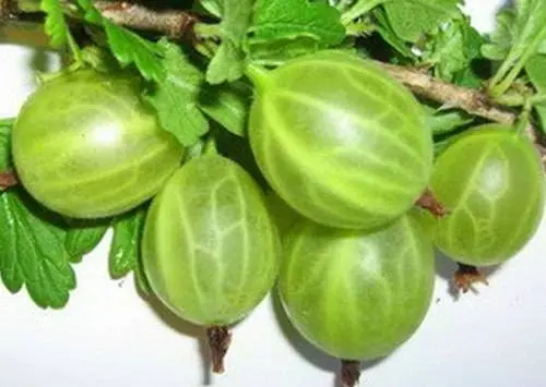 47 best gooseberry varieties for Siberia, Moscow region, central Our Country