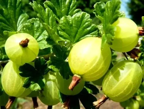 47 best gooseberry varieties for Siberia, Moscow region, central Our Country