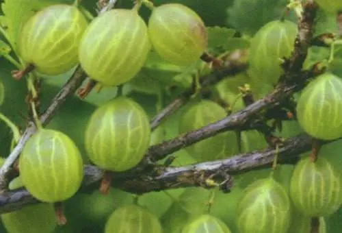 47 best gooseberry varieties for Siberia, Moscow region, central Our Country