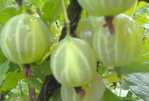 47 best gooseberry varieties for Siberia, Moscow region, central Our Country