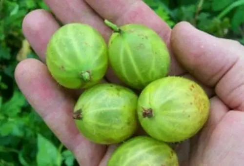 47 best gooseberry varieties for Siberia, Moscow region, central Our Country