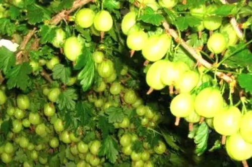 47 best gooseberry varieties for Siberia, Moscow region, central Our Country