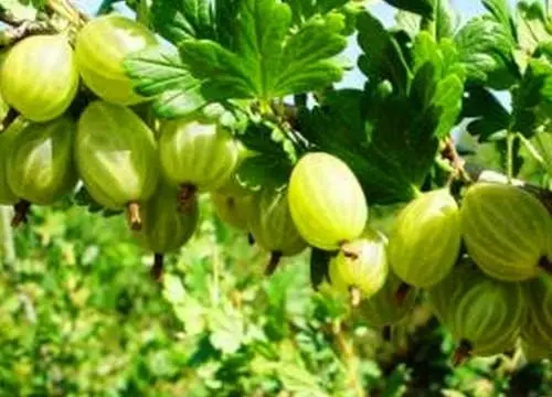 47 best gooseberry varieties for Siberia, Moscow region, central Our Country