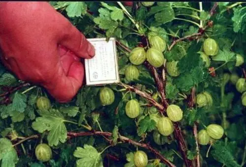 47 best gooseberry varieties for Siberia, Moscow region, central Our Country