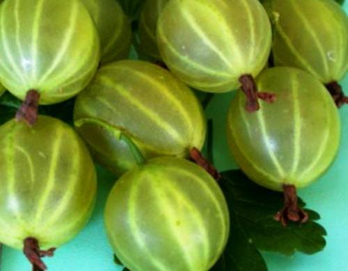 47 best gooseberry varieties for Siberia, Moscow region, central Our Country