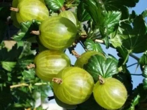 47 best gooseberry varieties for Siberia, Moscow region, central Our Country