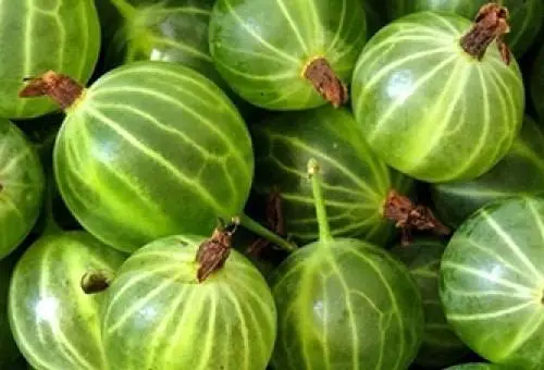 47 best gooseberry varieties for Siberia, Moscow region, central Our Country