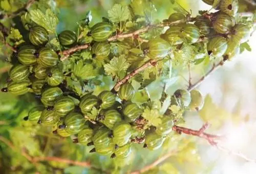 47 best gooseberry varieties for Siberia, Moscow region, central Our Country