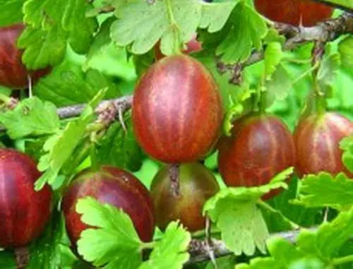 47 best gooseberry varieties for Siberia, Moscow region, central Our Country