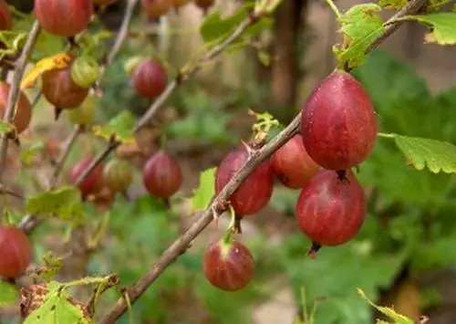 47 best gooseberry varieties for Siberia, Moscow region, central Our Country