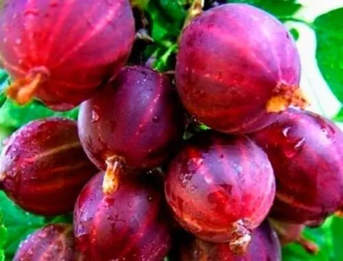 47 best gooseberry varieties for Siberia, Moscow region, central Our Country