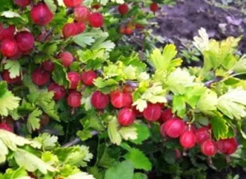 47 best gooseberry varieties for Siberia, Moscow region, central Our Country