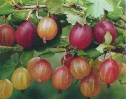 47 best gooseberry varieties for Siberia, Moscow region, central Our Country