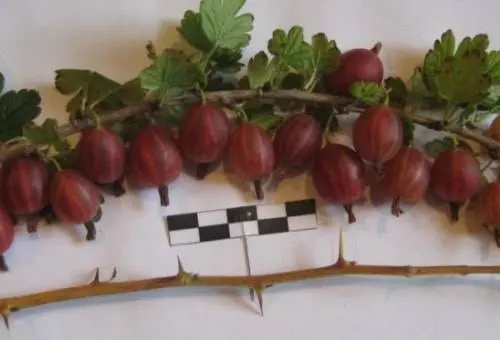 47 best gooseberry varieties for Siberia, Moscow region, central Our Country