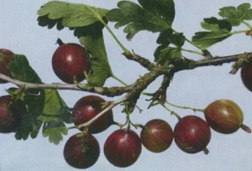 47 best gooseberry varieties for Siberia, Moscow region, central Our Country