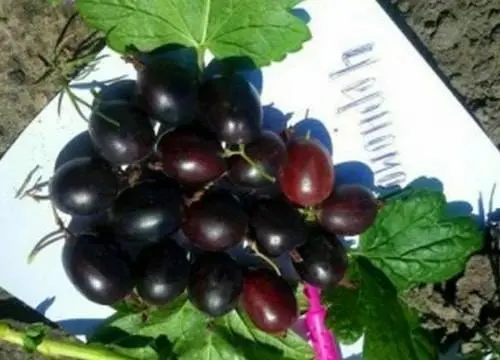 47 best gooseberry varieties for Siberia, Moscow region, central Our Country