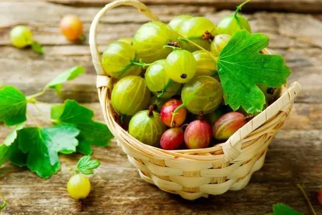 47 best gooseberry varieties for Siberia, Moscow region, central Our Country