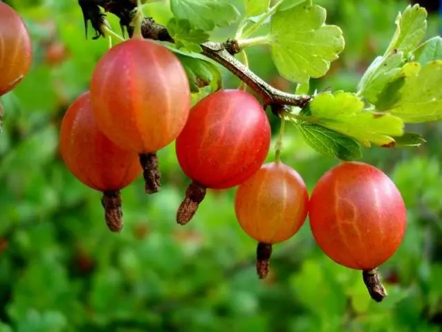 47 best gooseberry varieties for Siberia, Moscow region, central Our Country