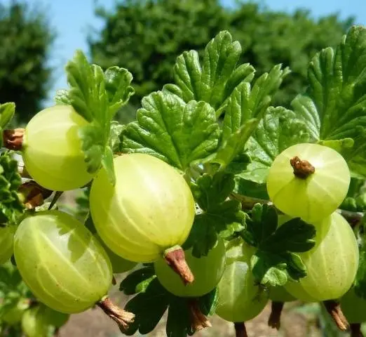 47 best gooseberry varieties for Siberia, Moscow region, central Our Country