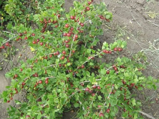 47 best gooseberry varieties for Siberia, Moscow region, central Our Country