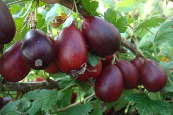 47 best gooseberry varieties for Siberia, Moscow region, central Our Country