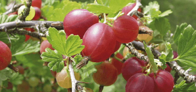 47 best gooseberry varieties for Siberia, Moscow region, central Our Country