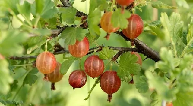 47 best gooseberry varieties for Siberia, Moscow region, central Our Country