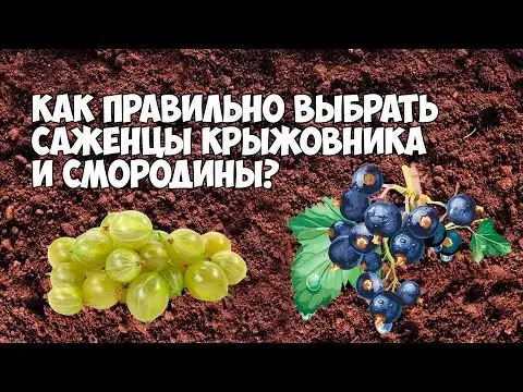 47 best gooseberry varieties for Siberia, Moscow region, central Our Country