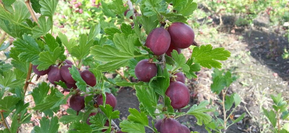 47 best gooseberry varieties for Siberia, Moscow region, central Our Country