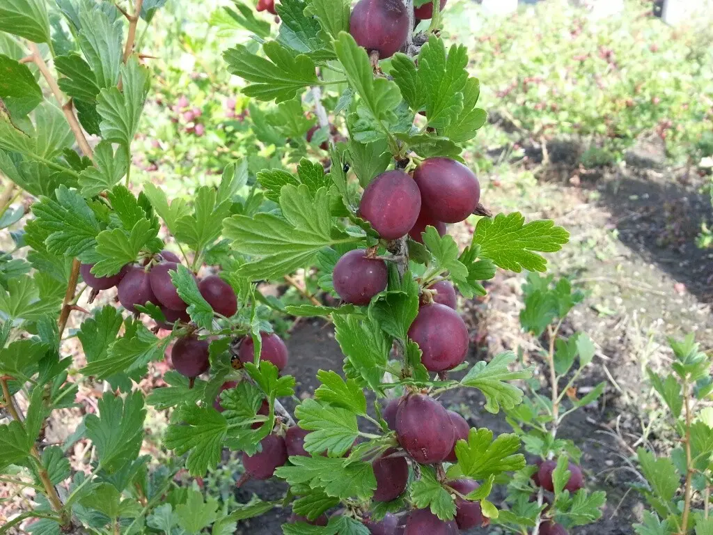 47 best gooseberry varieties for Siberia, Moscow region, central Our Country