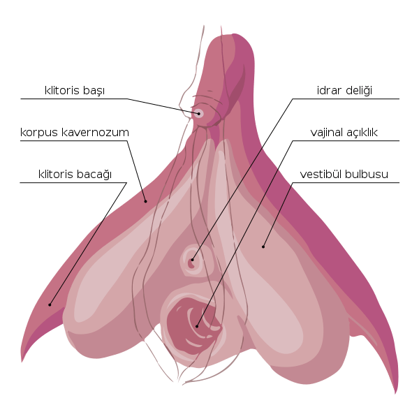 Clitoris &#8211; role and structure. Clitoral surgery &#8211; explanation