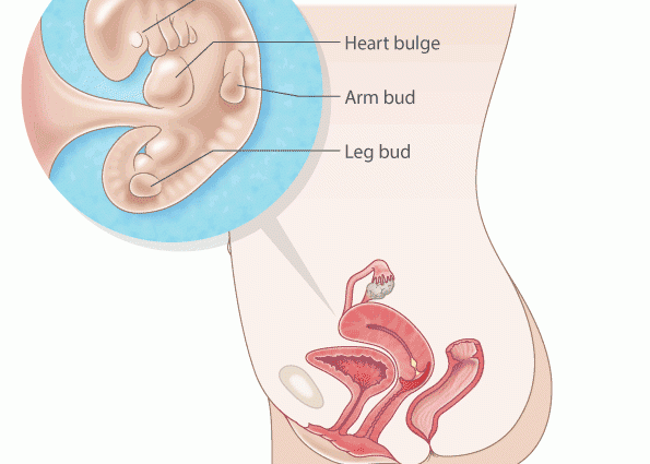 7rd week of pregnancy