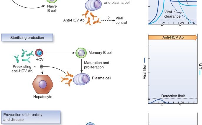 80 percent vectors do not know about the infection. What do you need to know about hepatitis?