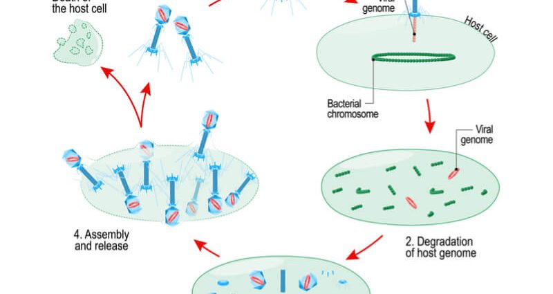 A bacteriophage to help with food poisoning