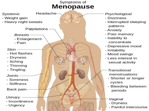 A blood test can predict menopause