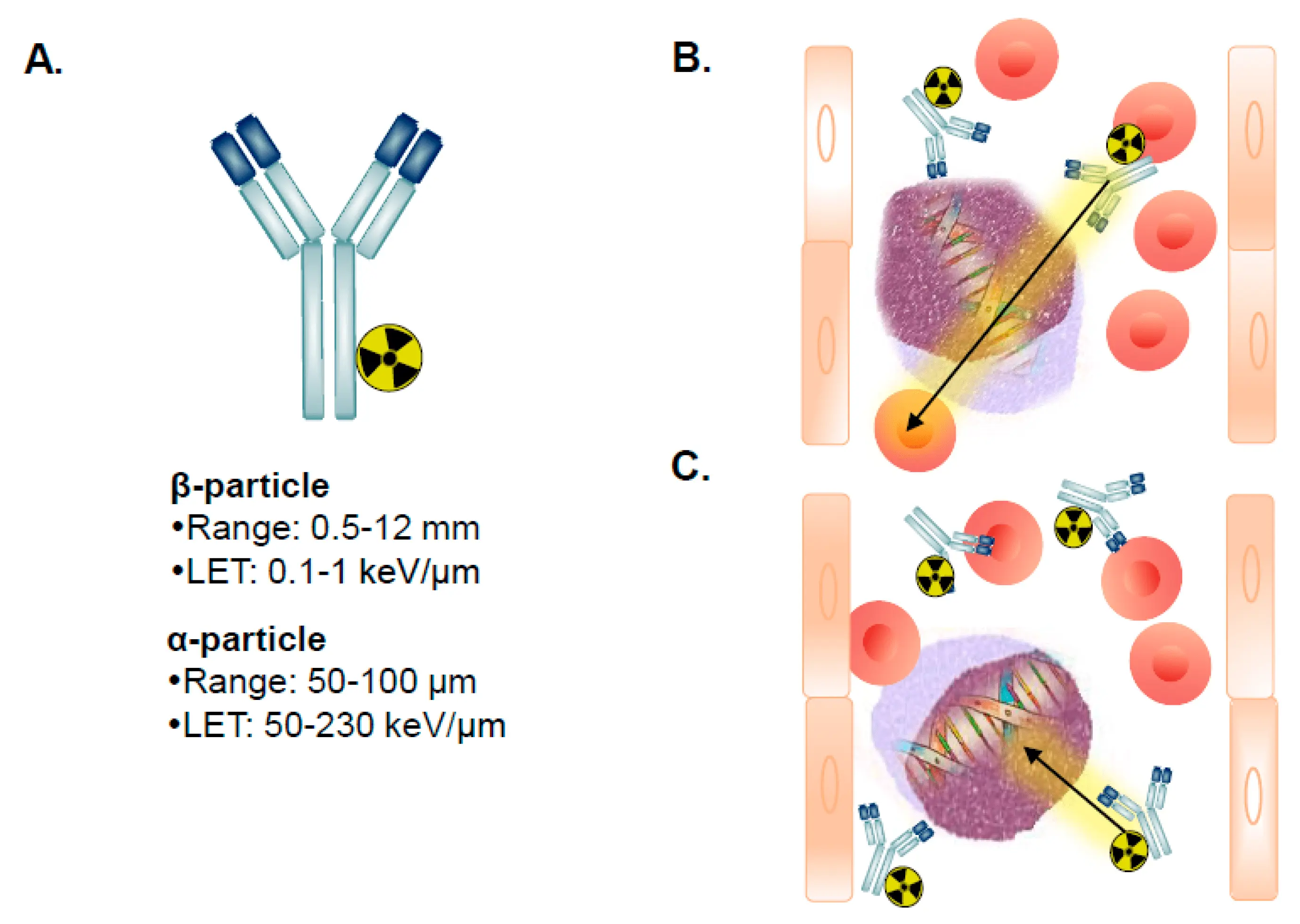 A breakthrough discovery of Poles in the fight against leukemia