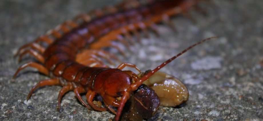 A breakthrough in pain relief: centipede venom instead of morphine