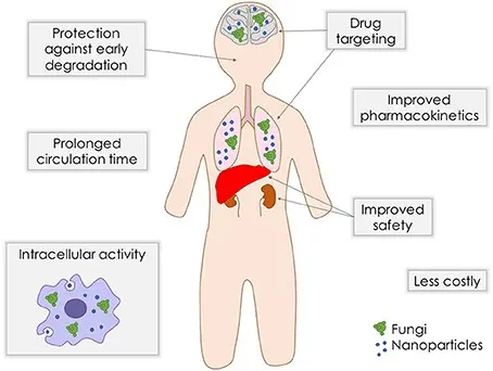 A breakthrough in the treatment of systemic mycoses