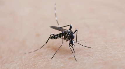 A case of tropical dengue in the Netherlands. The woman caught it in France