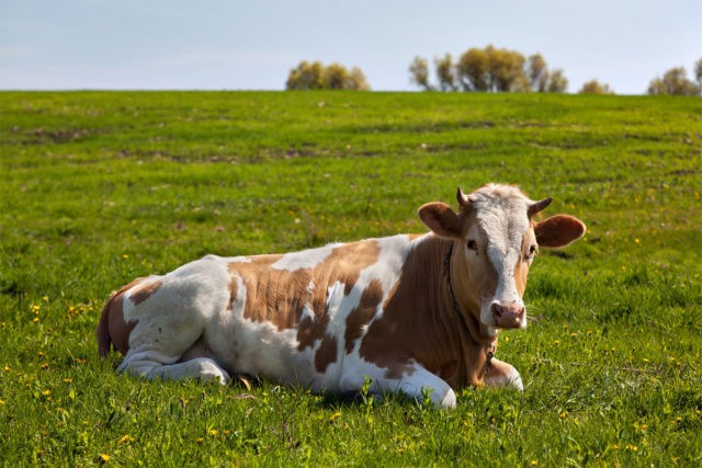 A cow has a corpus luteum: how to treat